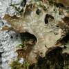 Lobaria pulmonaria